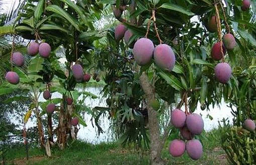 மாந்தோட்டம (File Pic)
