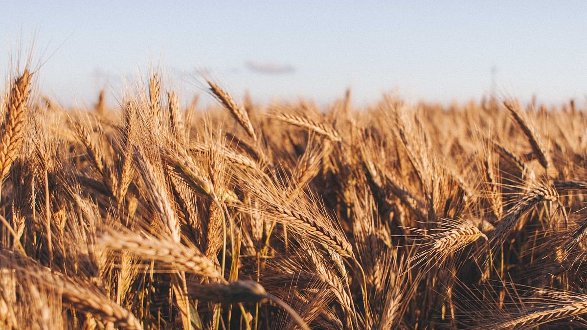 Wheat (Representational Image)