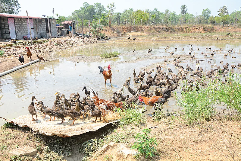 கோழிகள் +வாத்துகள்