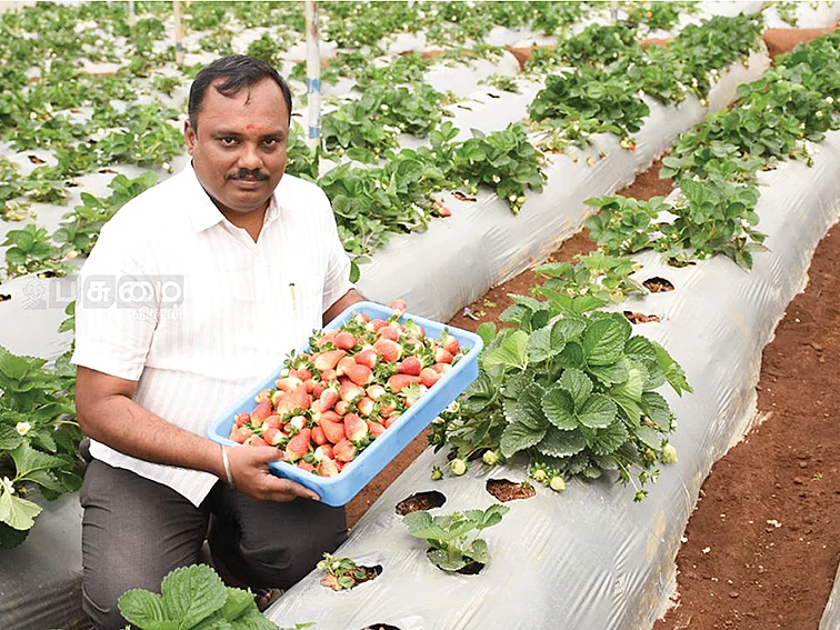 ஒரு ஏக்கர் 15,000 கிலோ பழங்கள்... ஆண்டுக்கு ₹12,24,000 லாபம்
இயற்கையில் தித்திக்கும் ஸ்ட்ராபெர்ரி!