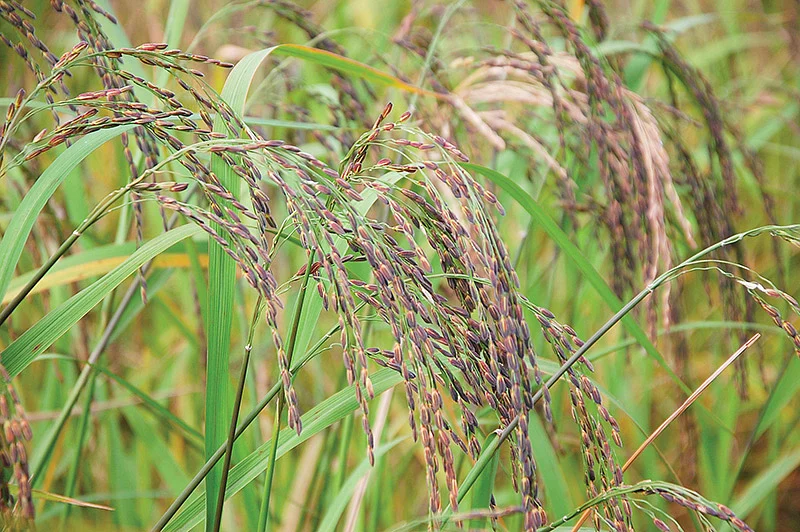 கறுப்புக் கவுனி நெல் மணிகள்