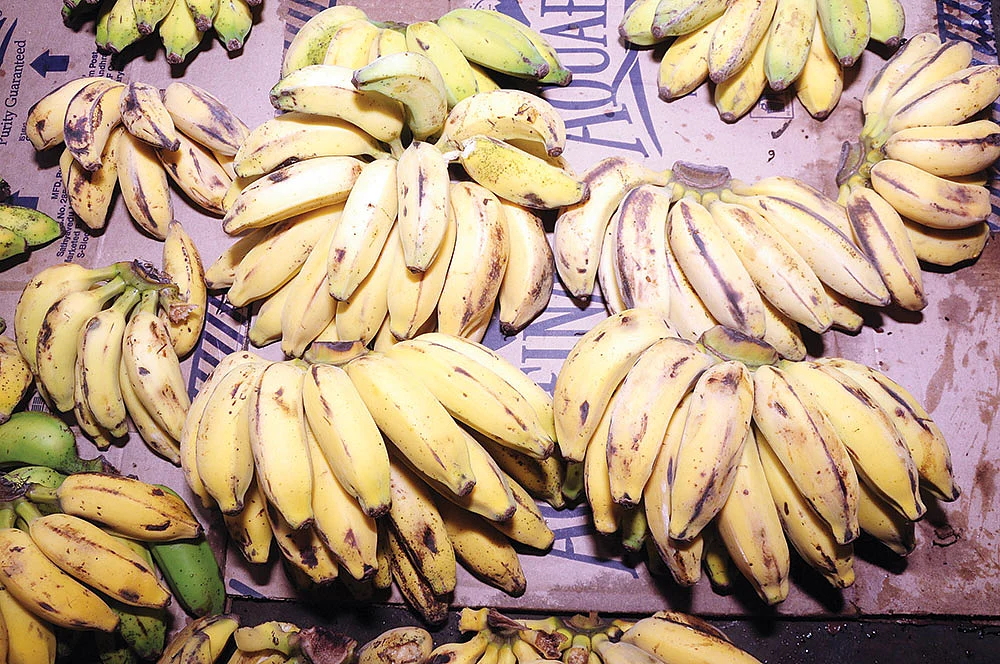 சிறப்பான வருமானம் தரும் சிறுமலை வாழை!