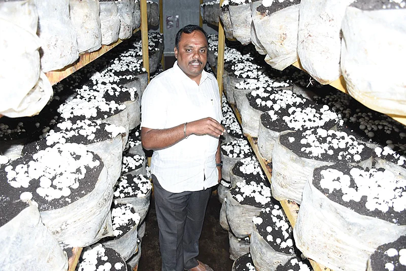 காளான் வளர்ப்பு