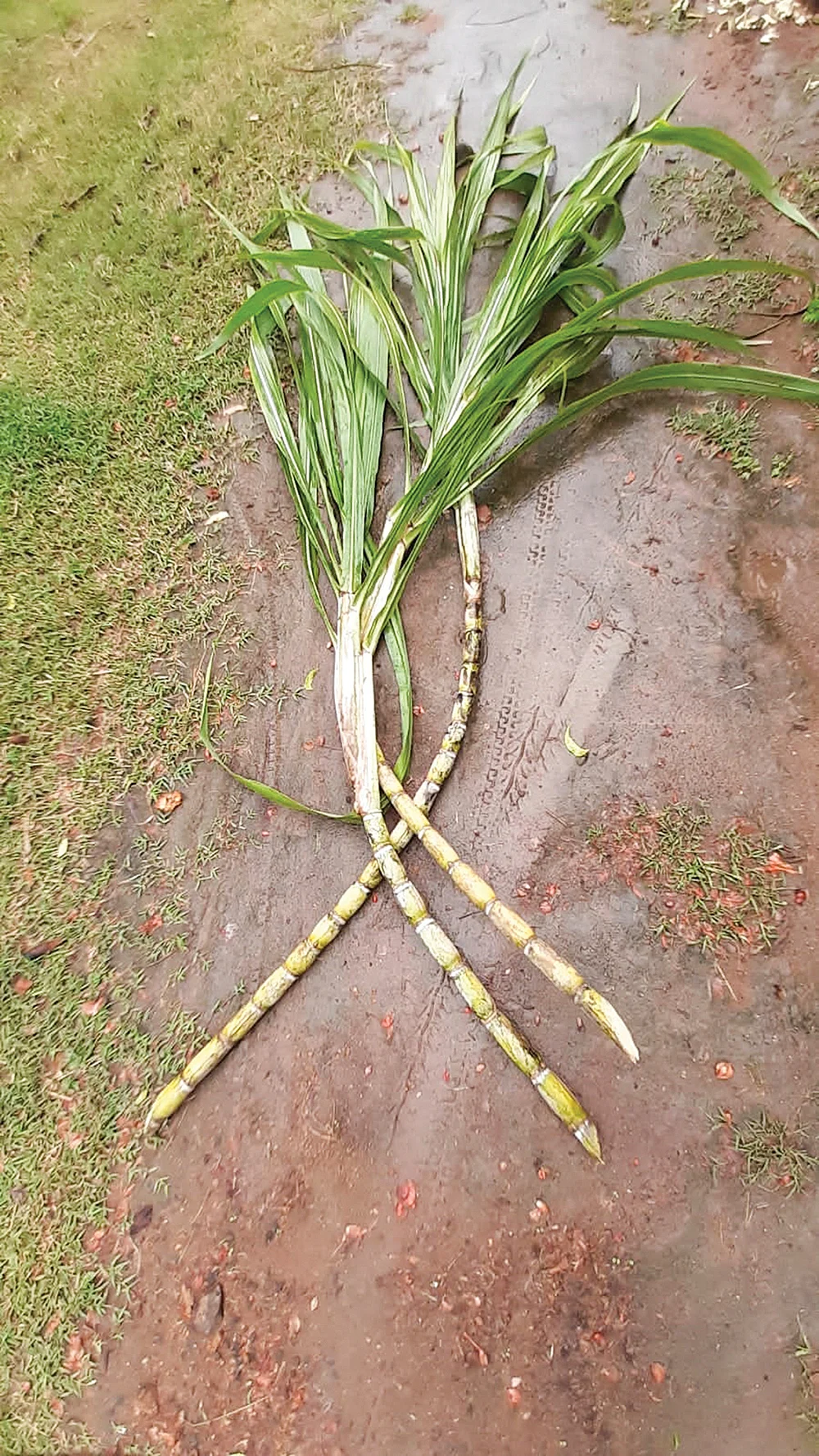 ரசதாளி கரும்பு