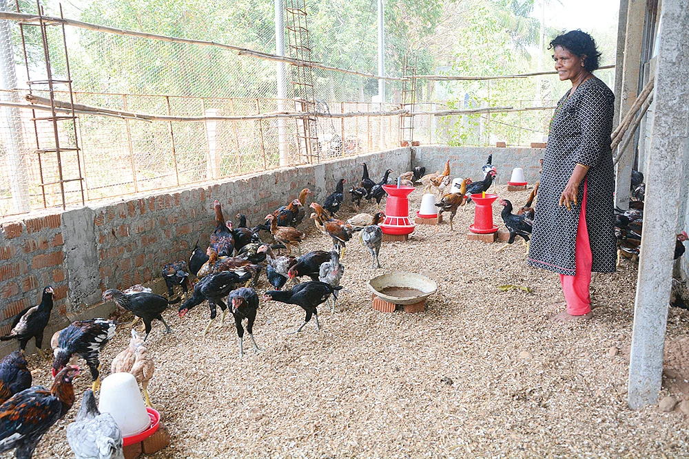 கோழி வளர்ப்பில்