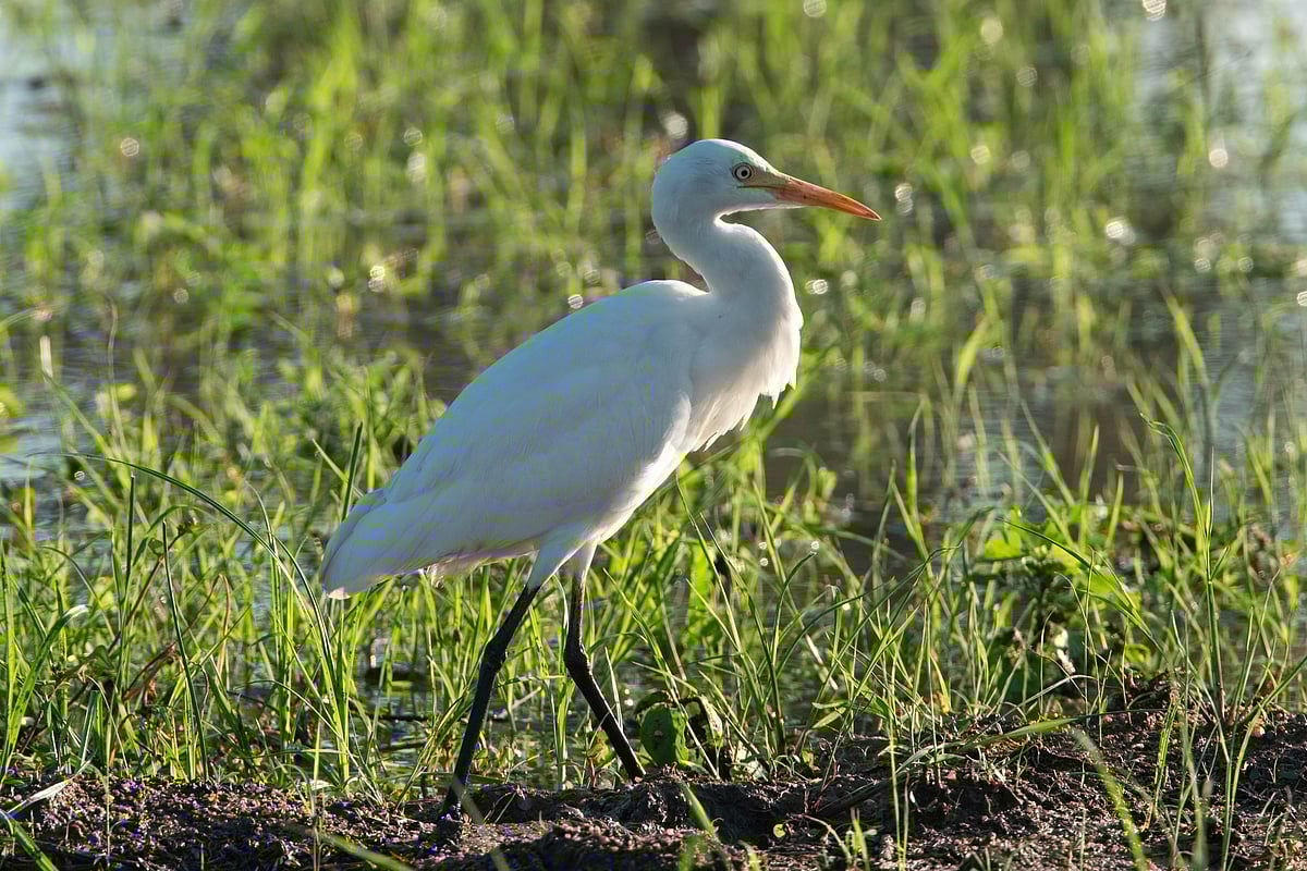 `வெள்ளை கொக்கு வந்தால்  விவசாயிகளுக்கு மகிழ்ச்சி!'
 என்ன காரணம்?