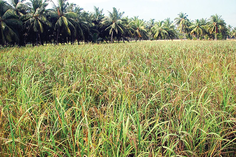 கறுப்புக் கவுனி நெல் வயல்