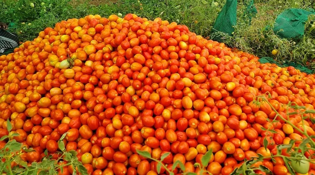 குவித்து வைக்கப்பட்டுள்ள தக்காளிகள்