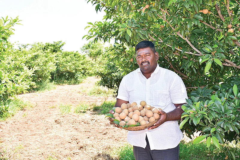 அறுவடையான சப்போட்டா பழங்களுடன் நடராஜன்