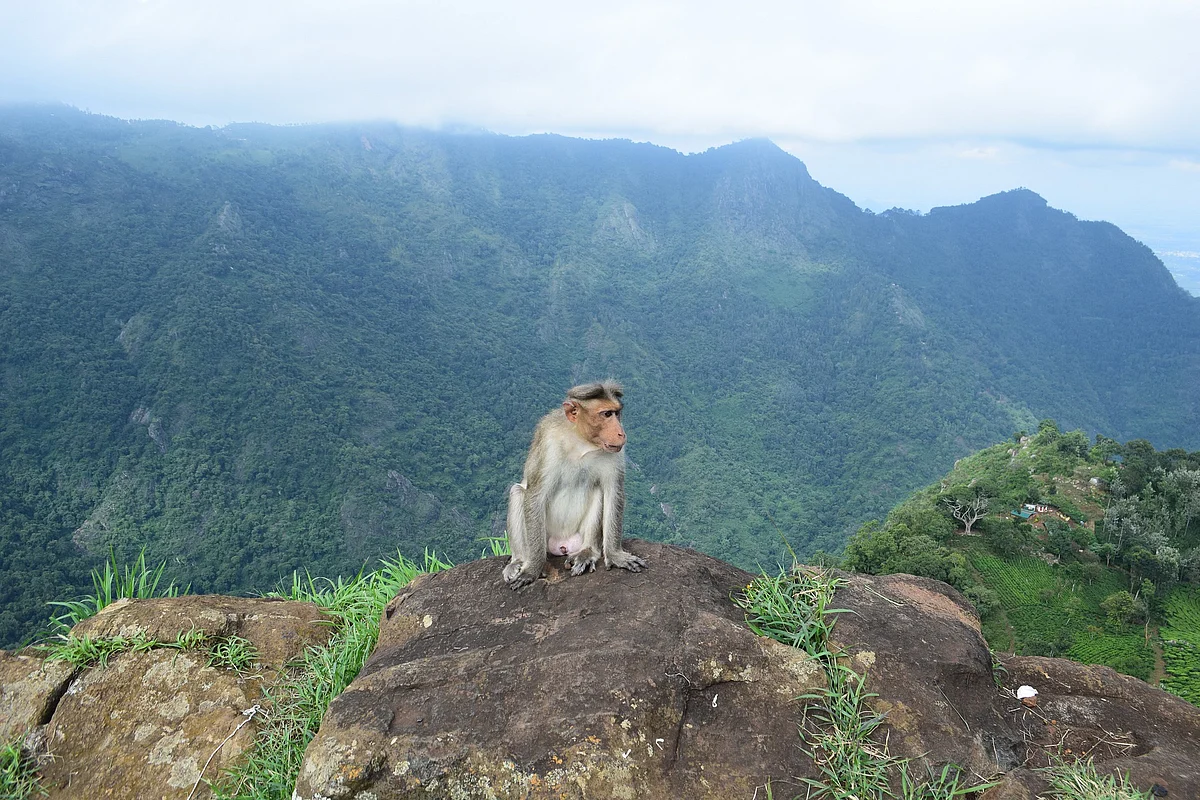 Monkey