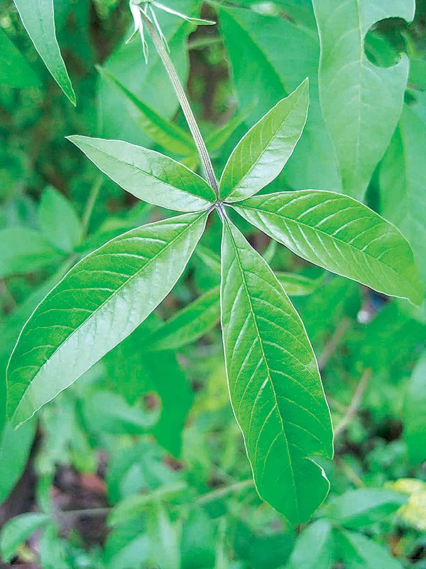 வீட்டிலேயே வளர்க்கக்கூடிய 30 வகை மூலிகைகள்! - உணவுக்கு உணவு... மருந்துக்கு மருந்து!
