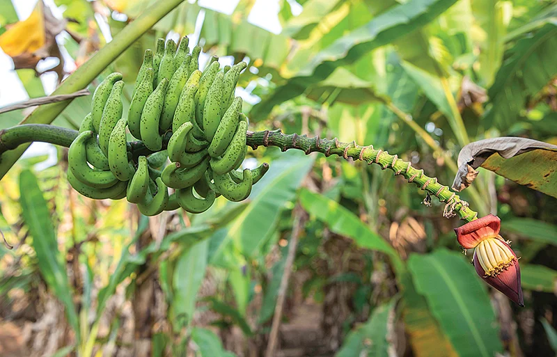 வாழை