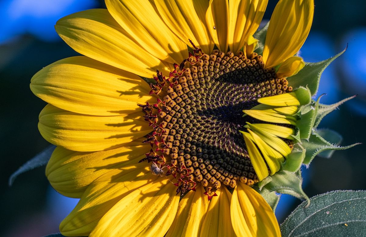 Sun Flower (Representational Image)