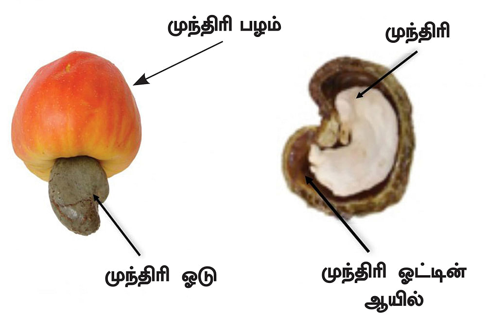 கனவு - 16 - அரியலூர் - வளமும் வாய்ப்பும்