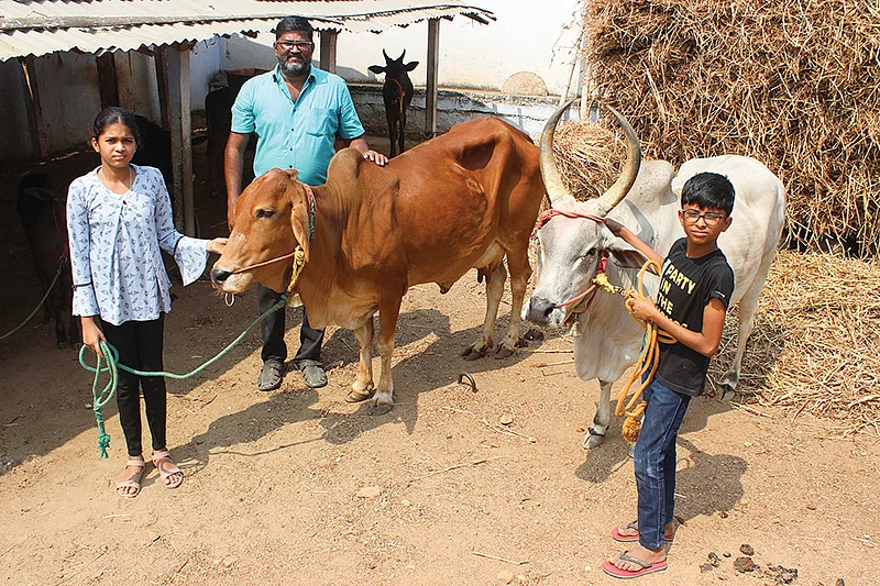 மாடுகளுடன்