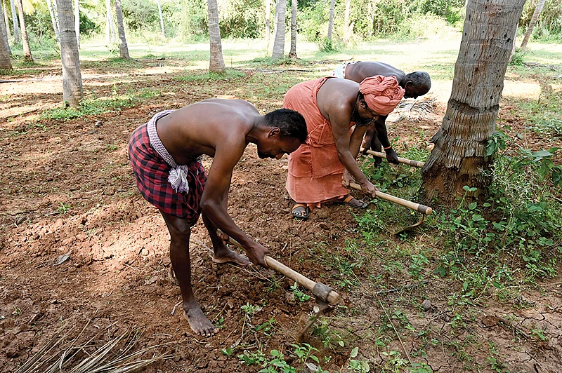 களையெடுக்கும் பணியில்