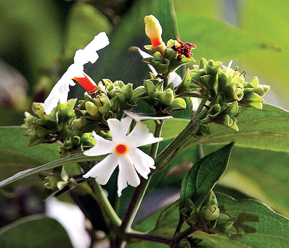 வீட்டிலேயே வளர்க்கக்கூடிய 30 வகை மூலிகைகள்! - உணவுக்கு உணவு... மருந்துக்கு மருந்து!