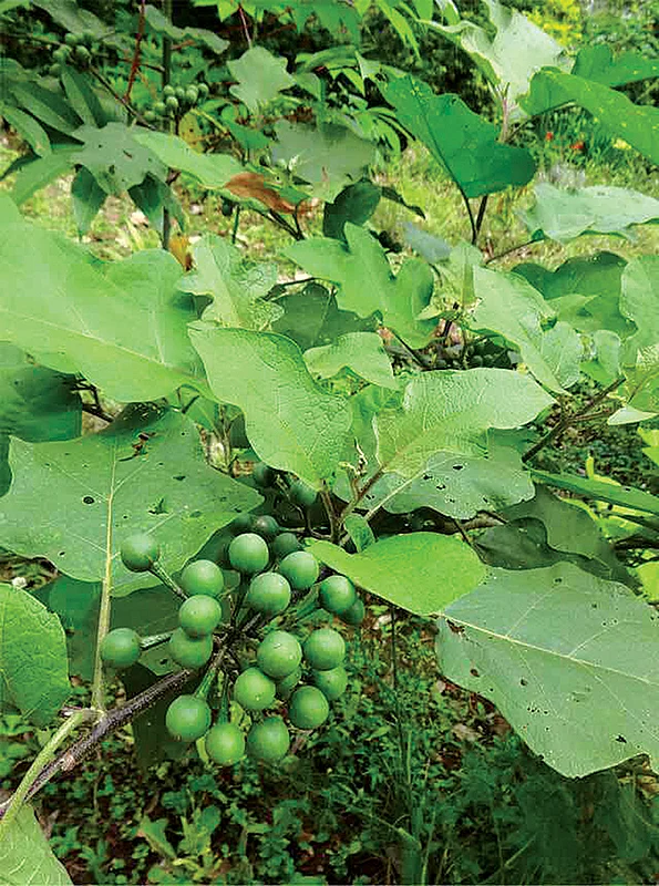 வீட்டிலேயே வளர்க்கக்கூடிய 30 வகை மூலிகைகள்! - உணவுக்கு உணவு... மருந்துக்கு மருந்து!