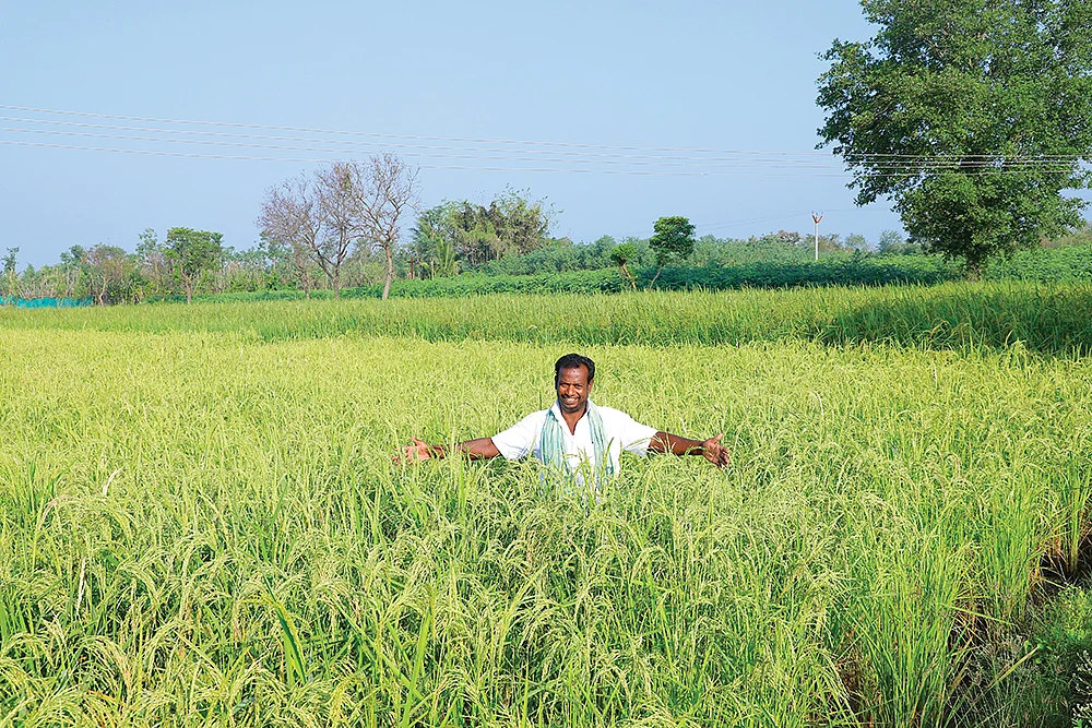 பாரம்பர்ய நெல் வயலில் செந்தில்குமார்