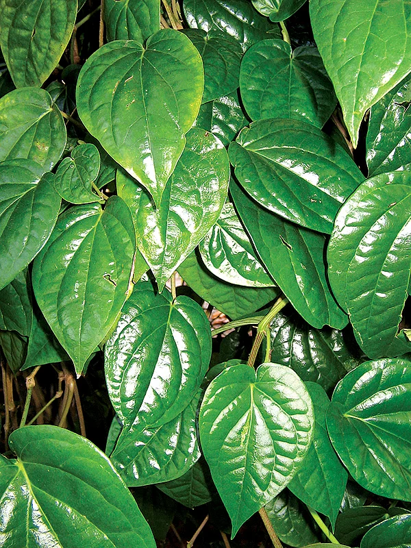 வீட்டிலேயே வளர்க்கக்கூடிய 30 வகை மூலிகைகள்! - உணவுக்கு உணவு... மருந்துக்கு மருந்து!