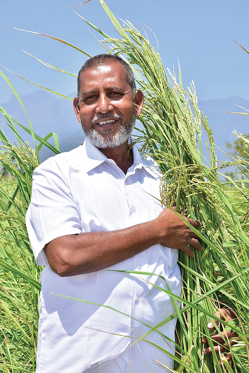 நெல் வயலில் ஹமீது ஹம்ஸா