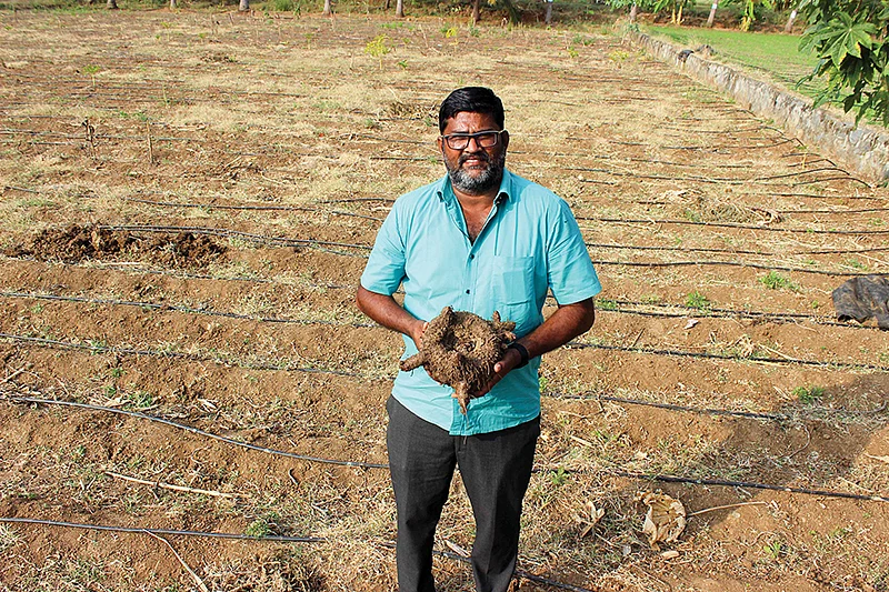 சேனைக்கிழங்கு