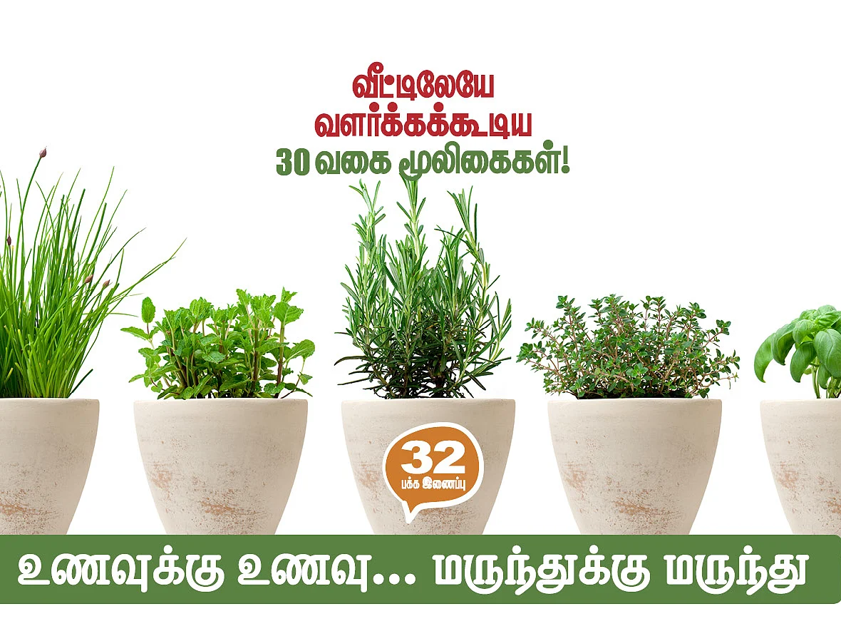 வீட்டிலேயே வளர்க்கக்கூடிய 30 வகை மூலிகைகள்! - உணவுக்கு உணவு... மருந்துக்கு மருந்து!