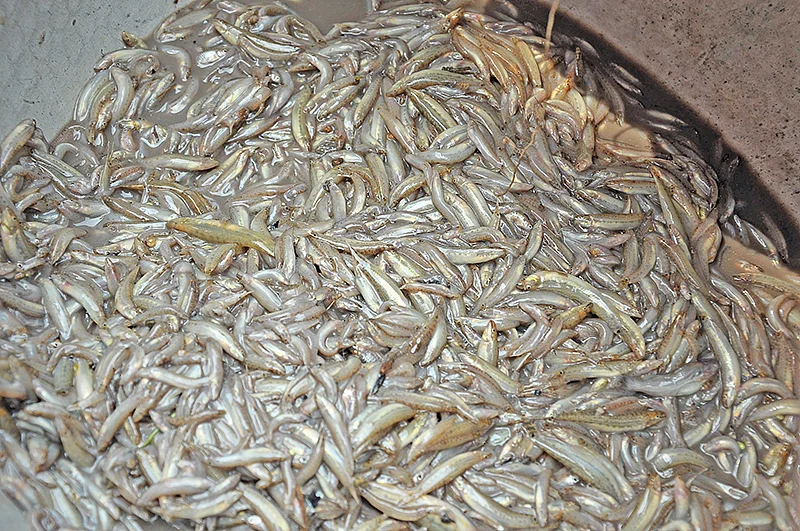அயிரை மீன்கள்