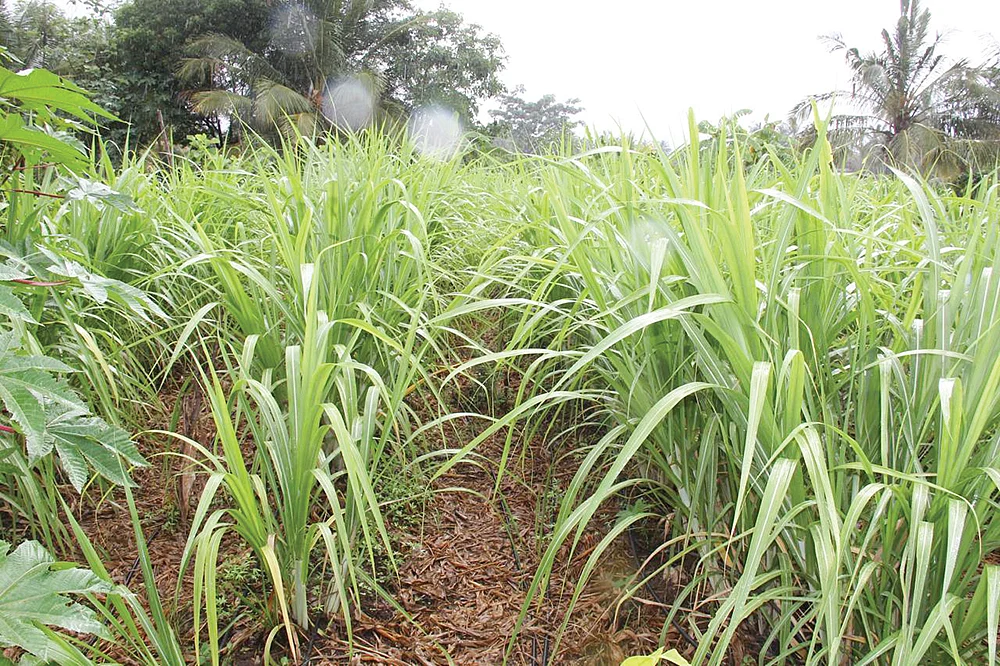 ரசதாளி கரும்பு