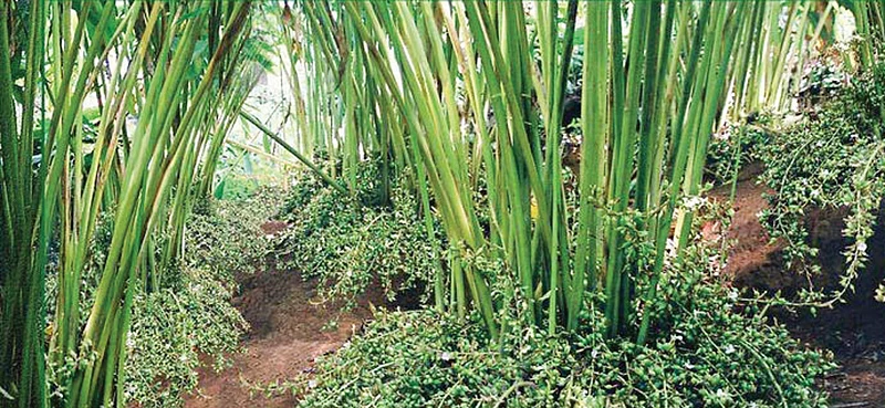 ஏலக்காய்த் தோட்டம்