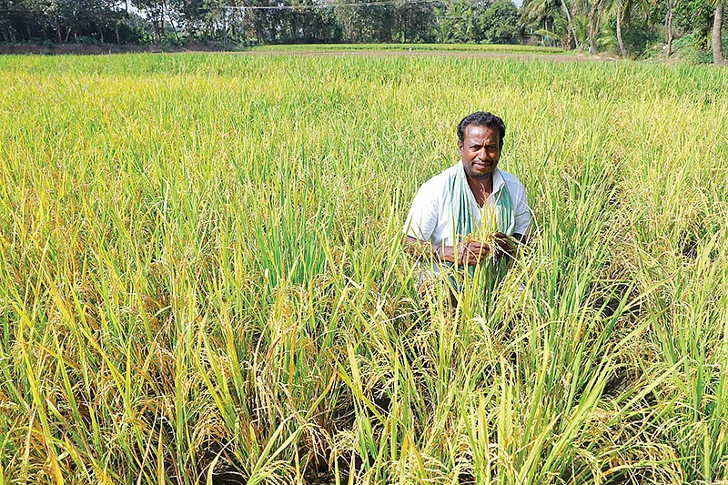 நெல் வயலில் செந்தில்குமார்