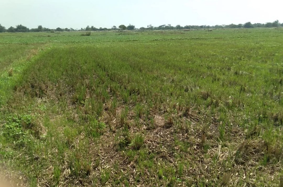 வயல்