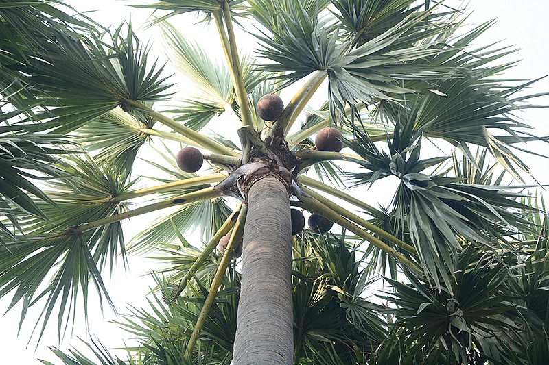 பதநீர் இறக்குதல்