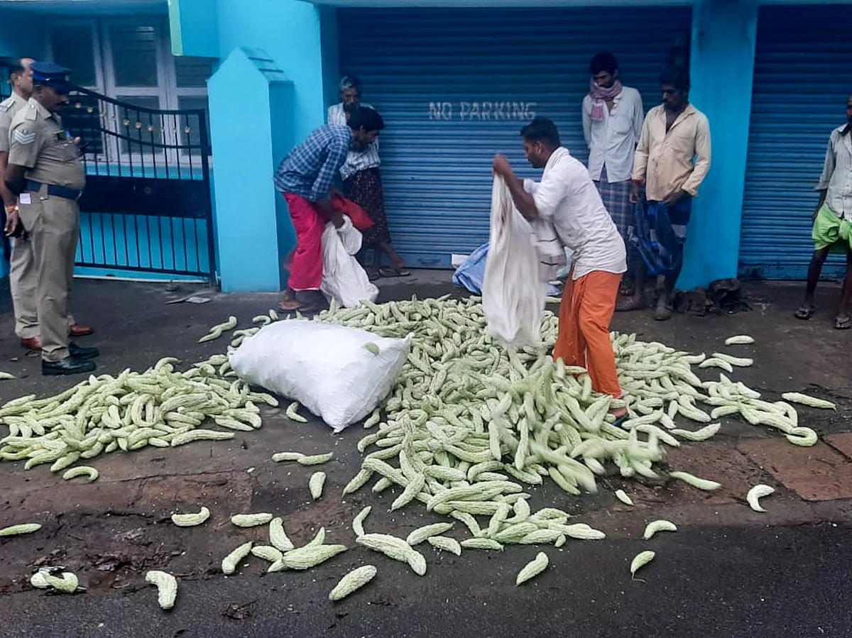 நீலகிரி: பாகற்காயை வாங்க மறுக்கும் இடைத்தரகர்கள்; வேதனையில் விவசாயிகள்!