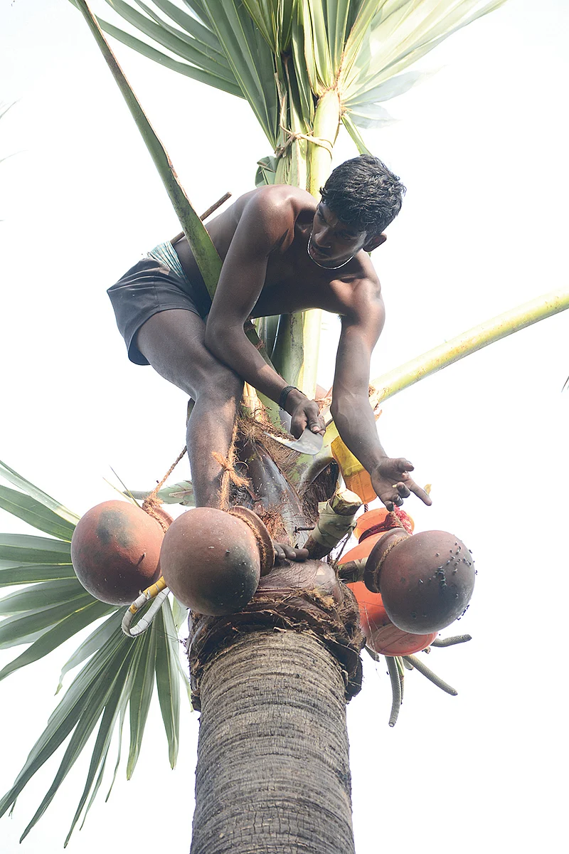 பதநீர் இறக்குதல்