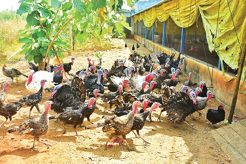 வான்கோழிகள்