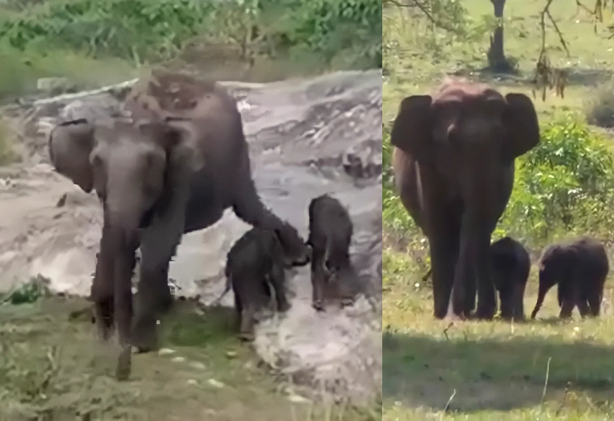 பந்திப்பூரில் எடுக்கப்பட்ட புகைப்படம்