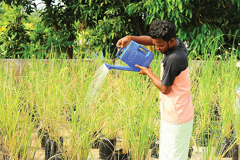 தண்ணீர் பாசனம்