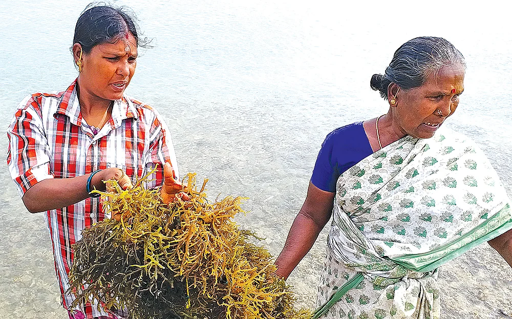 ‘‘ஆண்டு முழுக்க அறுவடைதான்!’’ - கடலில் விவசாயம் செய்யும் சுகந்தி