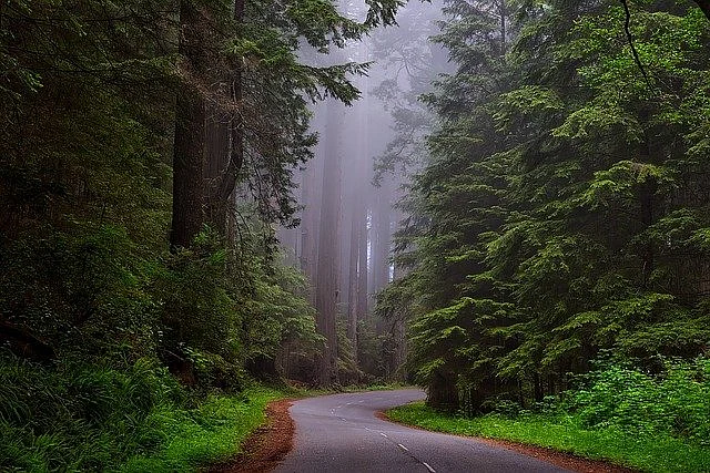 Forest