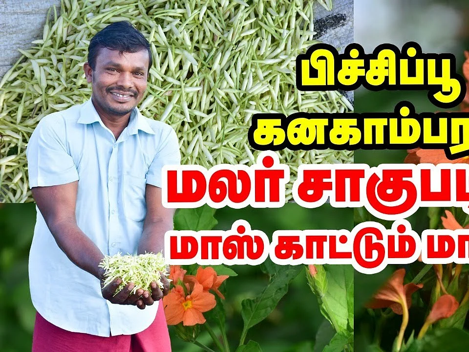 Driver டு விவசாயி | மலர் சாகுபடியில் மாஸ் காட்டும் மாடசாமி