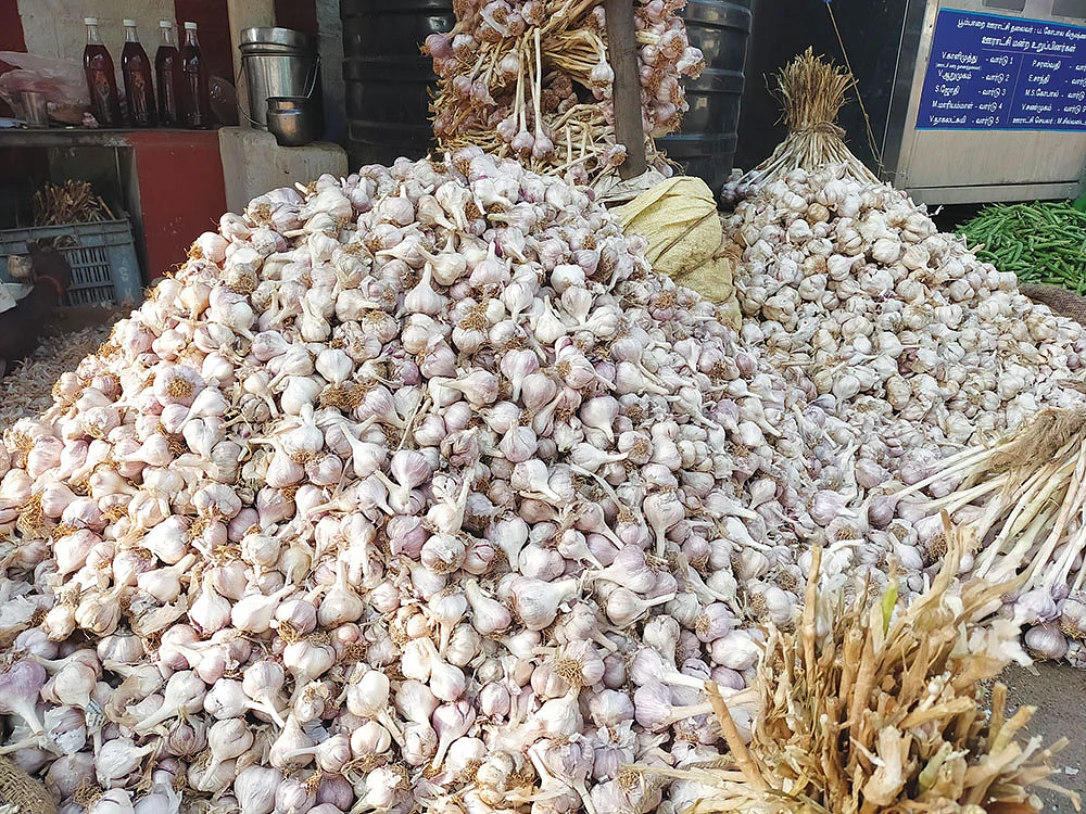 மலைக்க வைக்கும் கொடைக்கானல் மலைப்பூண்டு!