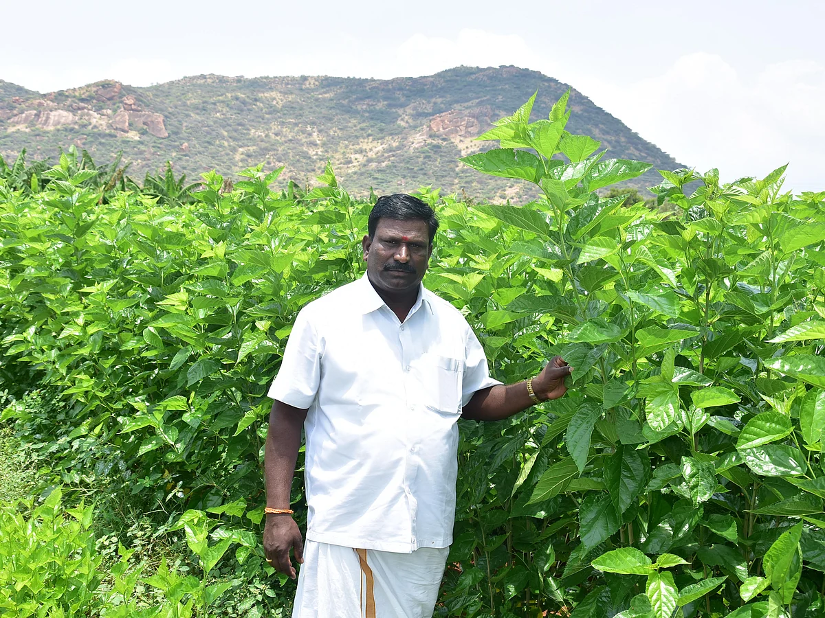 ஏக்கருக்கு ரூ.1 லட்சம் பட்டு வளர்ப்பில் விருதுகளைக் குவிக்கும் தேனி விவசாயி; எப்படி தெரியுமா?