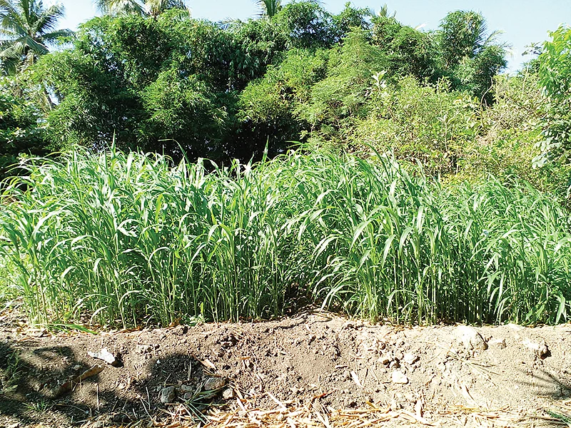 தீவனப்புல் வளர்ப்பு