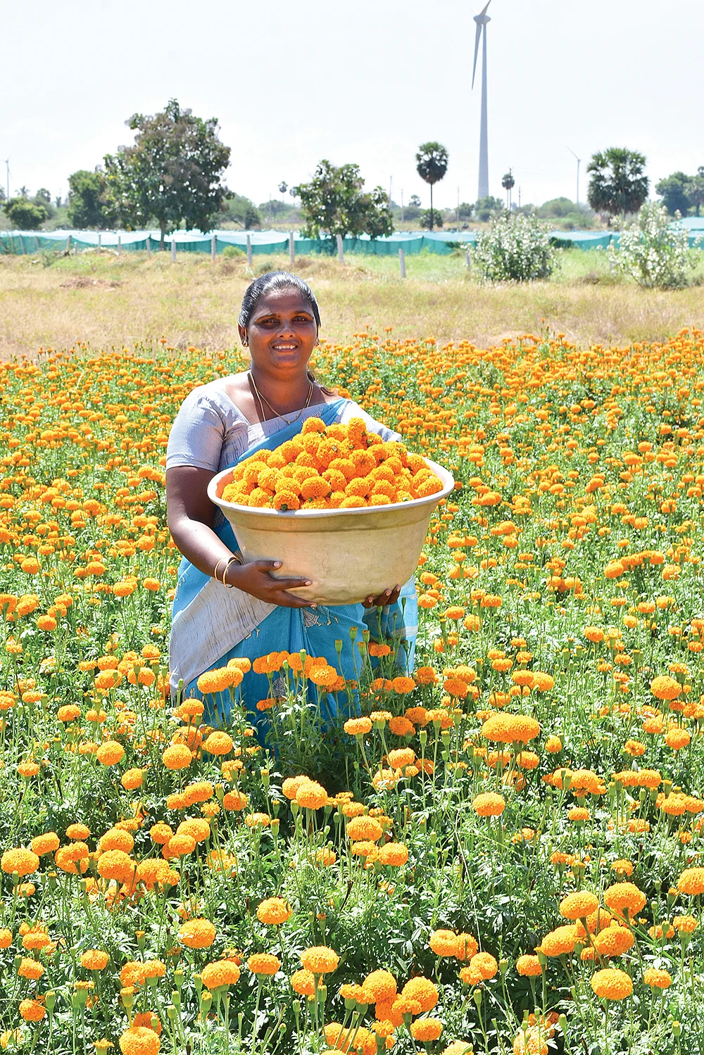 செண்டுமல்லி தோட்டத்தில் ஸ்டெல்லா மேரி