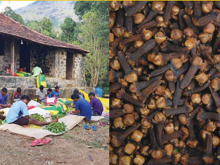 உலகம் முழுவதும் மார்க்கெட்...
மணமணக்கும் கன்னியாகுமரி கிராம்பு!