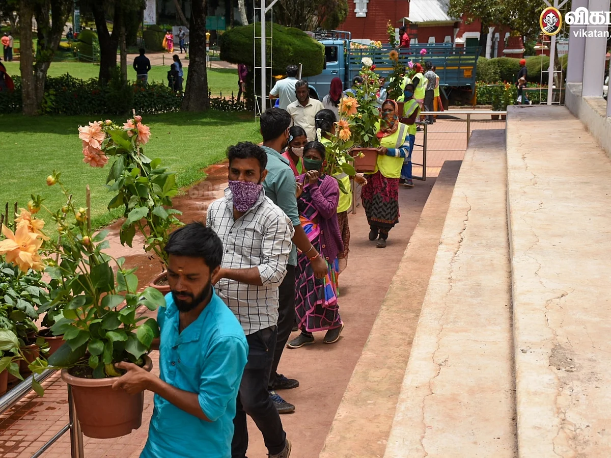 கோடை விழாவுக்கு தயாராகும் ஊட்டி அரசுத் தாவரவியல் பூங்கா!