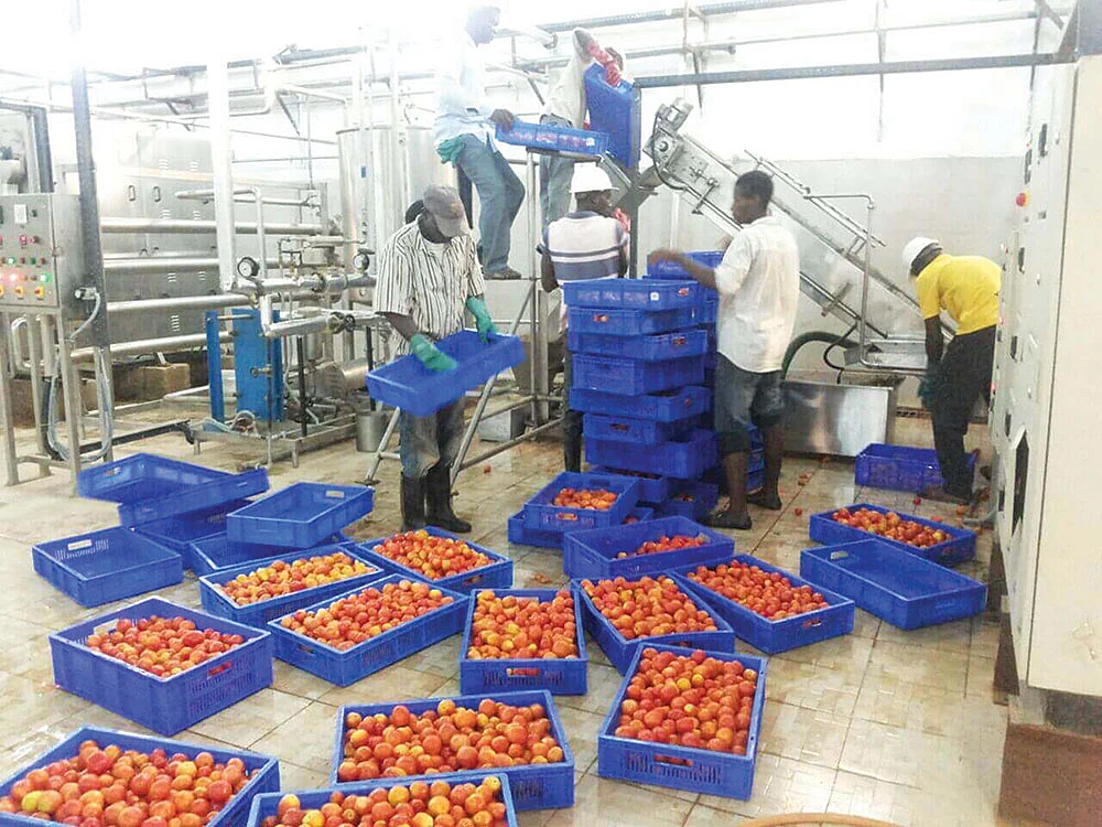 நிலையான வருமானம் தரும்
தக்காளி கெட்ச்அப்!