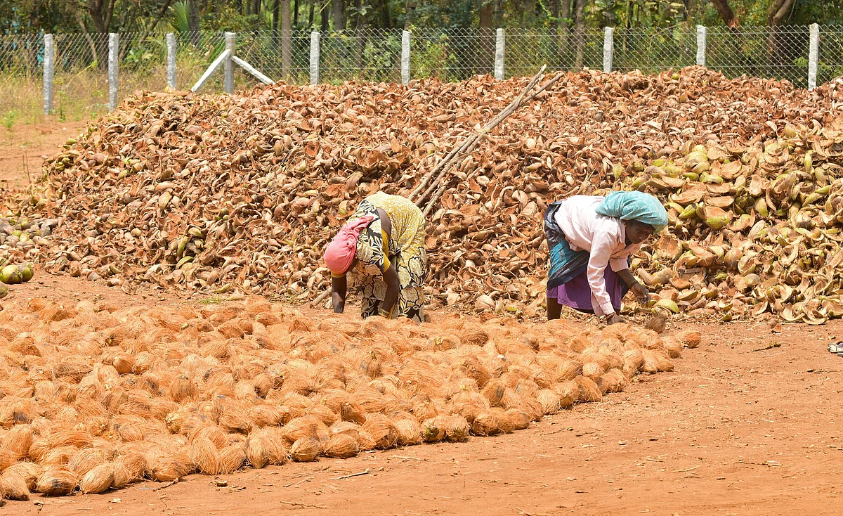 தென்னை விவசாயம்