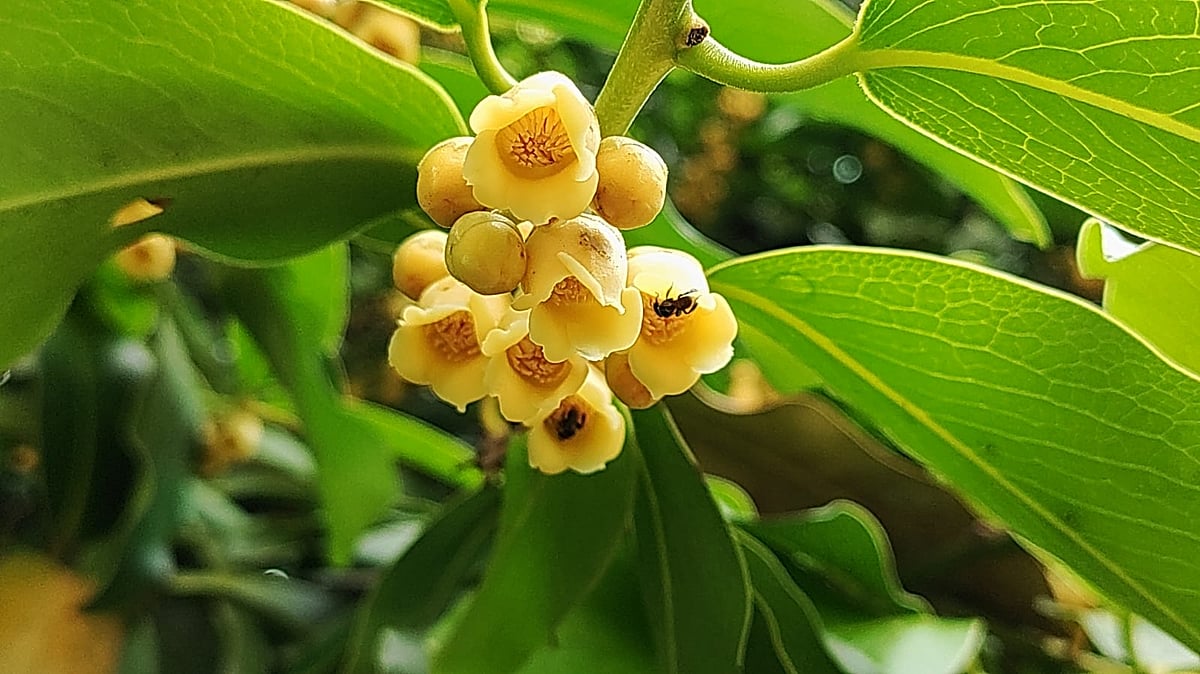 உலகம் போற்றும் தெய்வமரம் - மருத்துவ குணமுடைய உத்தால மரத்தில் மலர்ந்திருக்கும் பூக்கள்!